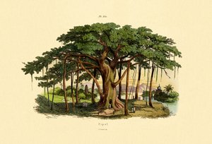 聖なるイチジク、1833-39